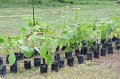 20210526-Tree planting dayt-166